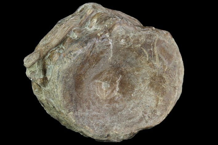 Xiphactinus (Cretaceous Fish) Vertebra - Kansas #102687